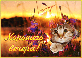 Postcard симпатичная открытка с котиком и цветами хорошего вечера!
