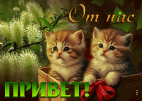 Picture славная открытка с котятами от нас привет!