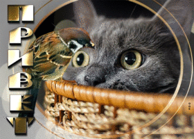 Picture смешная открытка с котом и воробьем привет