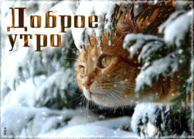 Postcard снежная открытка с котиком доброе утро