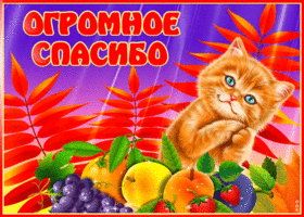 Picture супер и оригинальная открытка с котиком огромное спасибо