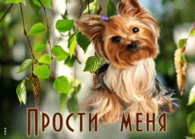 Picture супер открытка с милой собакой прости меня