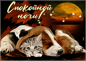 Picture супер открытка с собачкой и котом спокойной ночи