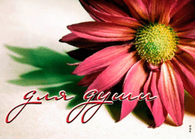 Picture творческая открытка с цветком для души