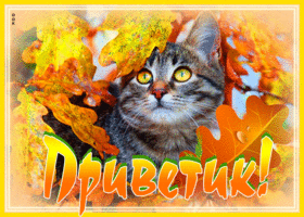 Postcard удивительная открытка приветик! с котиком в листве