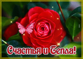 Postcard удивительная открытка счастья и тепла! с розой