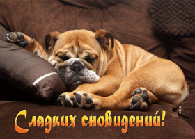Picture удивительная открытка сладких сновидений! с собакой
