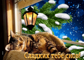 Picture удивительная открытка со спящим котом сладких тебе снов