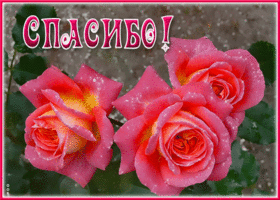 Картинка удивительная открытка спасибо с розами