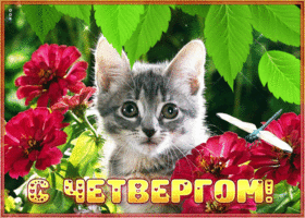 Picture уникальная открытка с четвергом! с котенком в цветах