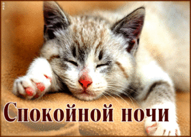 Postcard вдохновляющая гиф-открытка с кошечкой спокойной ночи
