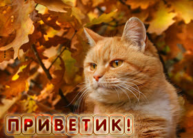 Картинка великолепная открытка приветик с котом