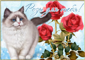 Postcard великолепная открытка с кошкой розы для тебя!