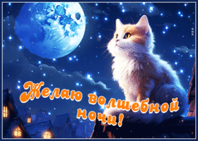 Picture веселая и игривая гиф-открытка с котиком желаю волшебной ночи
