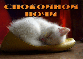 Picture виртуальная открытка спокойной ночи! с белым котенком