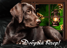 Picture волшебная и чарующая открытка с собакой добрый вечер