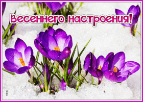 Postcard волшебная открытка весеннего настроения! с цветочками