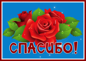 Postcard хорошая открытка с красными розами спасибо!