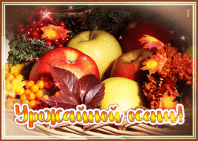 Picture хорошая открытка с яблоками урожайной осени!