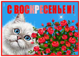 Postcard яркая открытка с вокресеньем! с котиком