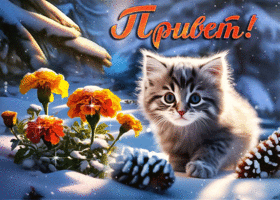 Picture забавная анимационная открытка с котенком привет