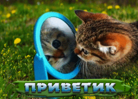 Postcard забавная картинка приветик с кошкой