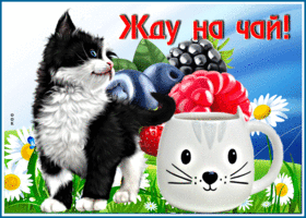 Картинка забавная открытка с кошечкой жду на чай