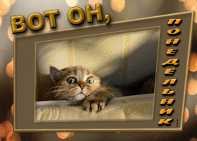 Postcard забавная открытка с котом вот он понедельник