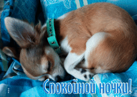 Postcard забавная открытка с маленькой собачкой спокойной ночки!