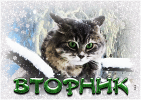 Picture забавная снежная открытка с котиком вторник