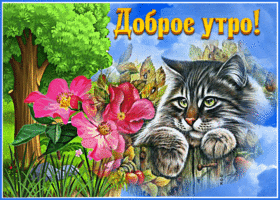 Picture замечательная открытка с котом доброе утро!