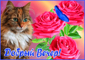 Picture замечательная открытка с котом и бабочкой добрый вечер!