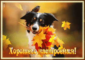 Picture зажигательная и энергичная открытка с собачкой хорошего настроения