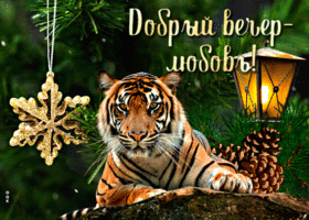 Postcard живая открытка добрый вечер - любовь! с тигром