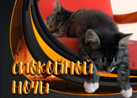 Picture живая открытка с котиками спокойной ночи