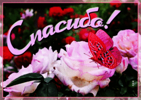 Postcard живая открытка спасибо! с розовой бабочкой
